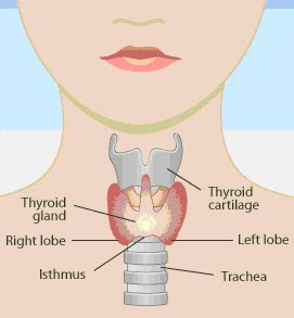 Упражнения для щитовидной железы